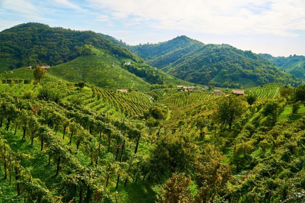 Le_Colline_del_Prosecco_tra_Conegliano_e_Valdobbiadene[1]